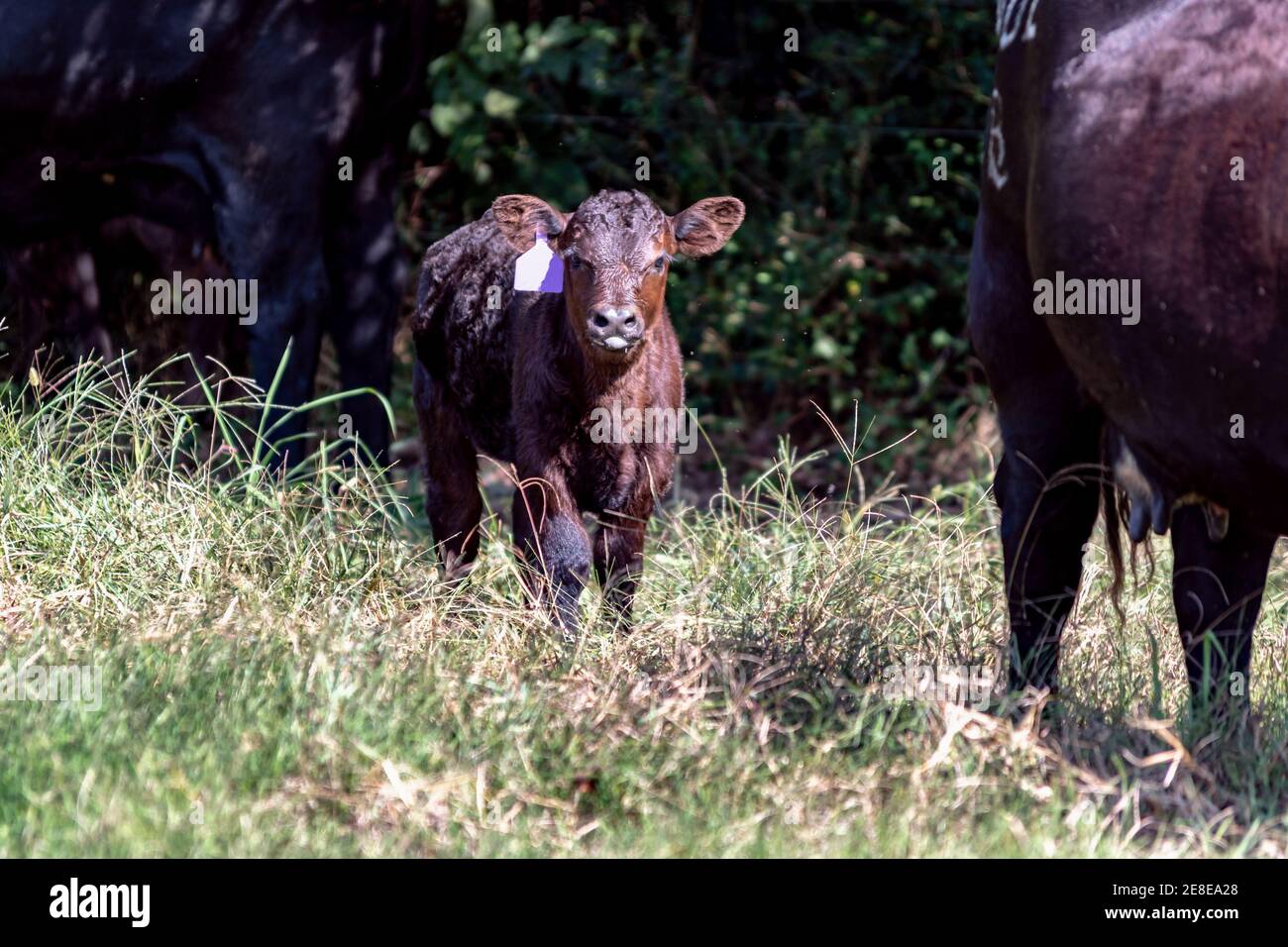 Vitello Angus nero in piedi tra due mucche adulte in pieno luce solare Foto Stock