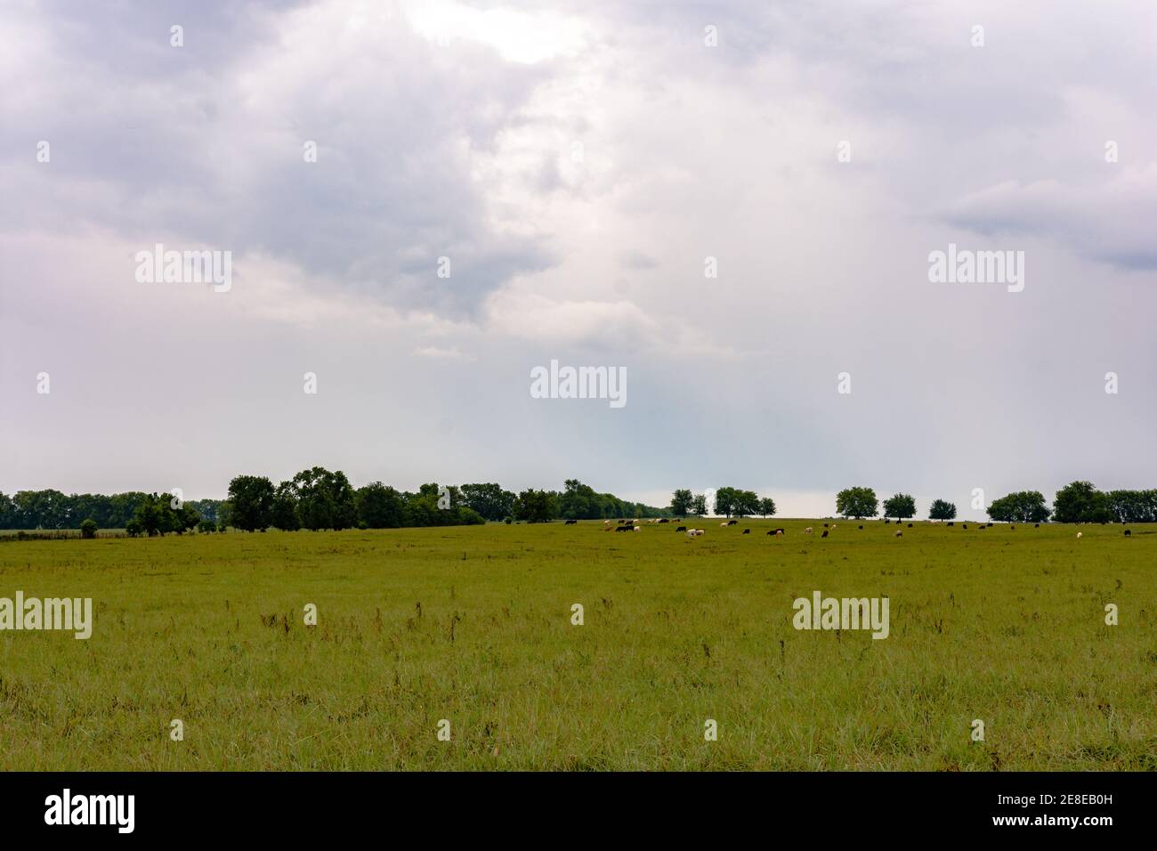 Immagine di sfondo agricolo di un pascolo estivo subito dopo una tempesta con bestiame in lontananza. Foto Stock
