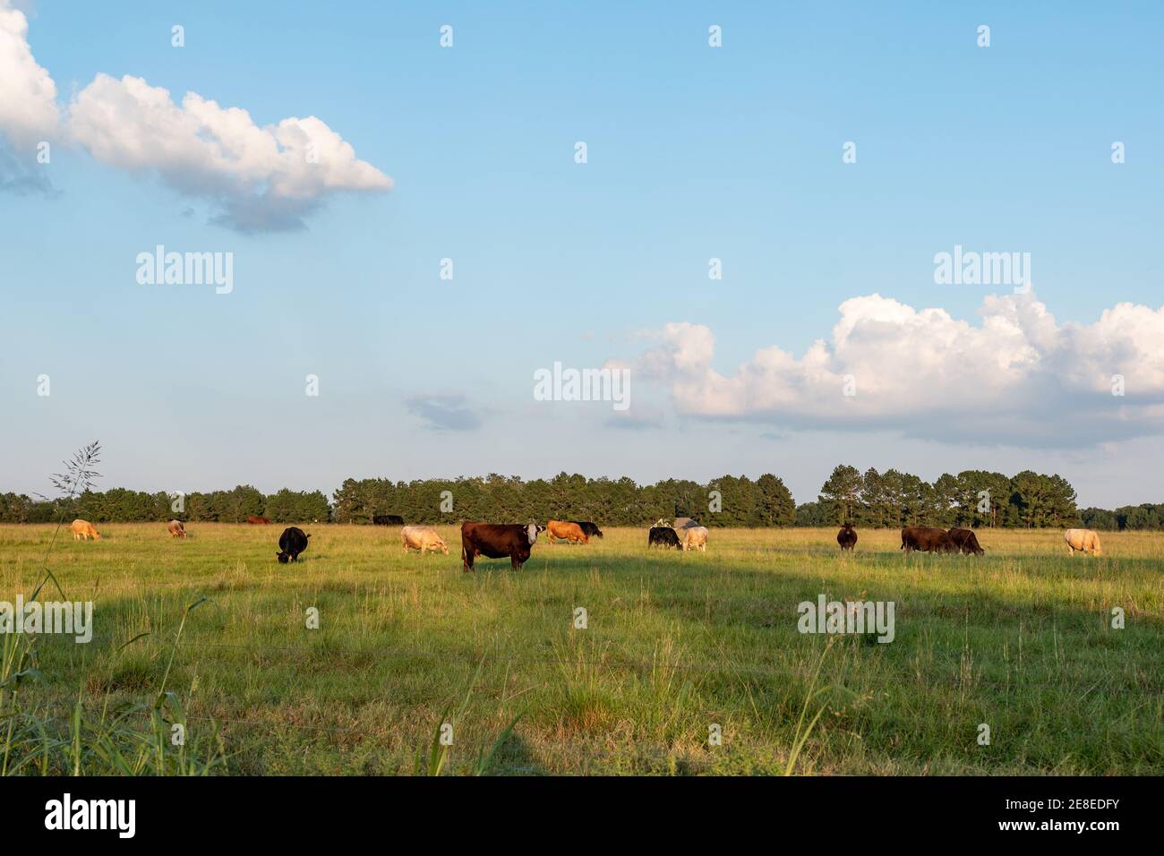 Paesaggio agricolo sfondo immagine di bovini di manzo pascolo in ritardo pomeriggio con una mucca che guarda la macchina fotografica con vuoto area per la copia in corrispondenza di Foto Stock