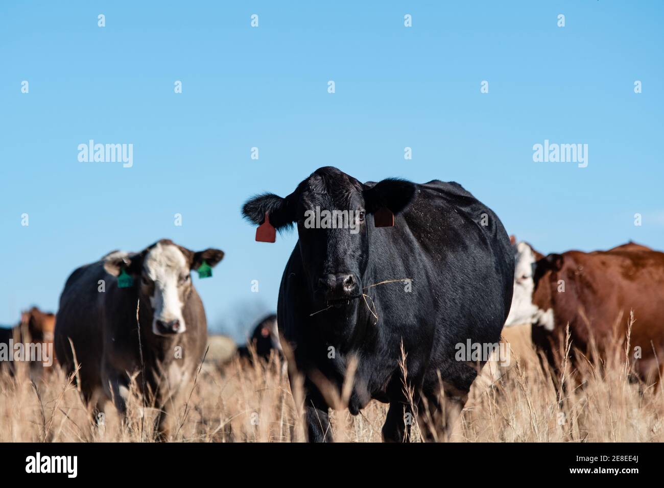 Vacca Angus nera con le etichette rosse dell'orecchio in fuoco dentro Primo piano con le mucche Simmental e Hereford sullo sfondo messa a fuoco con spac blu cielo negativo trasparente Foto Stock