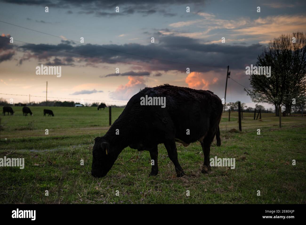 Mucca di Angus nera che pascolano al crepuscolo con un cielo colorato e gli herdmates sullo sfondo Foto Stock
