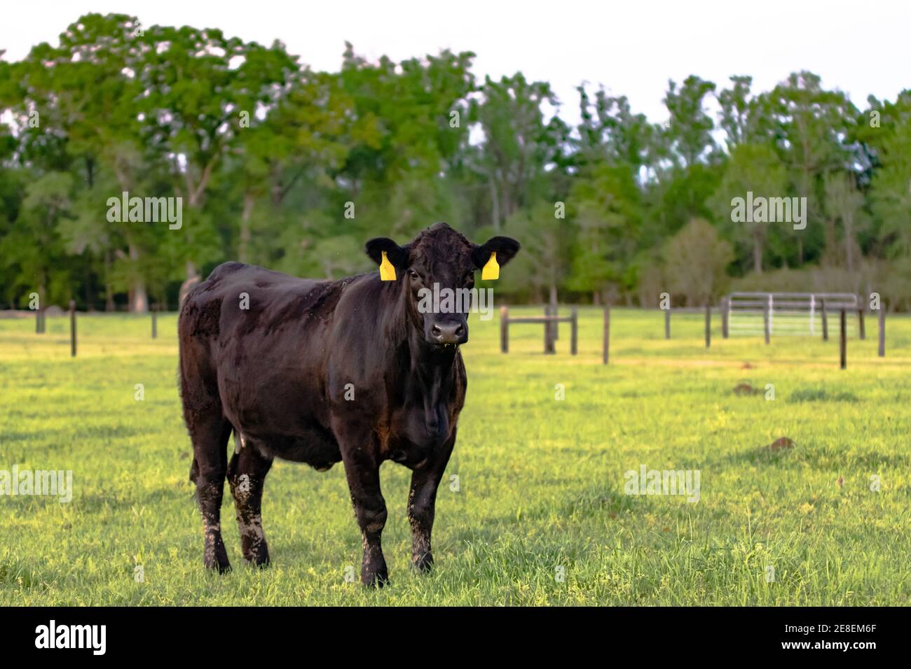 Mucca di Angus nera in piedi in un pascolo primaverile con recinzione sullo sfondo Foto Stock