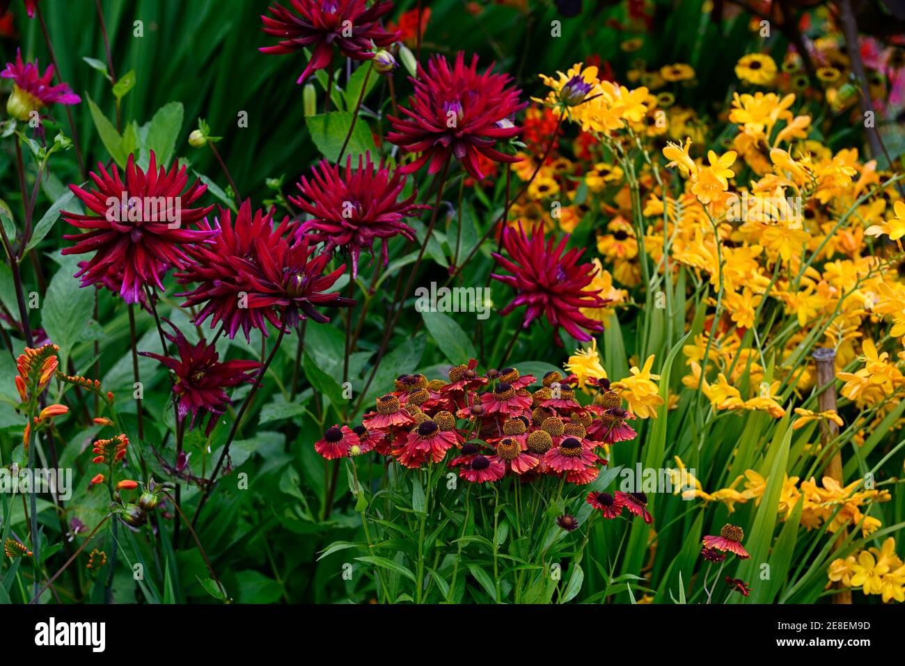 dahlia chat noir,dahlias,fiori viola scuro,helenium moerheim beauty,crosmia,giallo arancio e viola fiori, quasi nero, fiore, fiori, fioritura Foto Stock