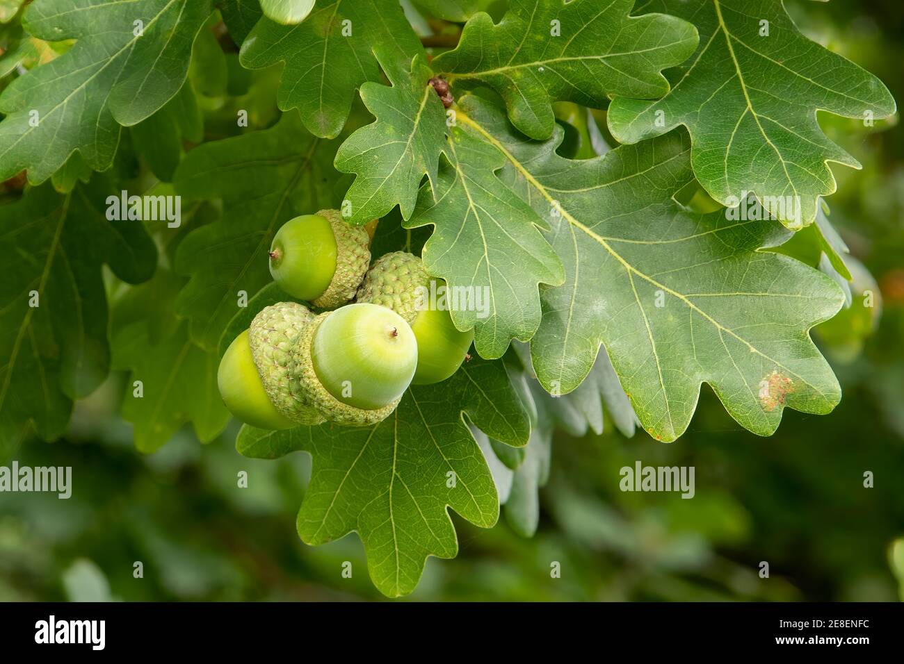 Quercus robur, quercia inglese Foto Stock