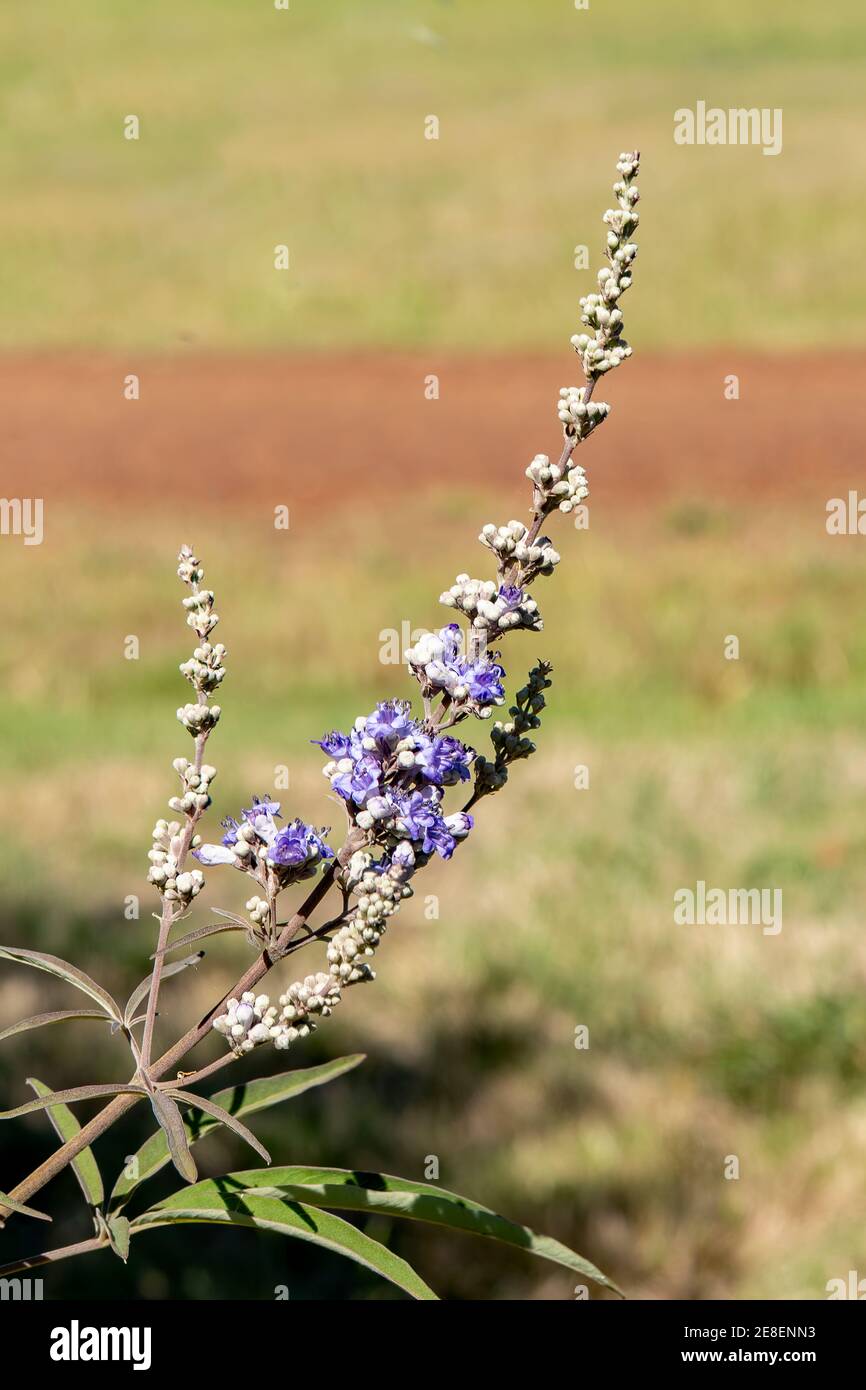 Vitex agnus-castus, albero di caste Foto Stock