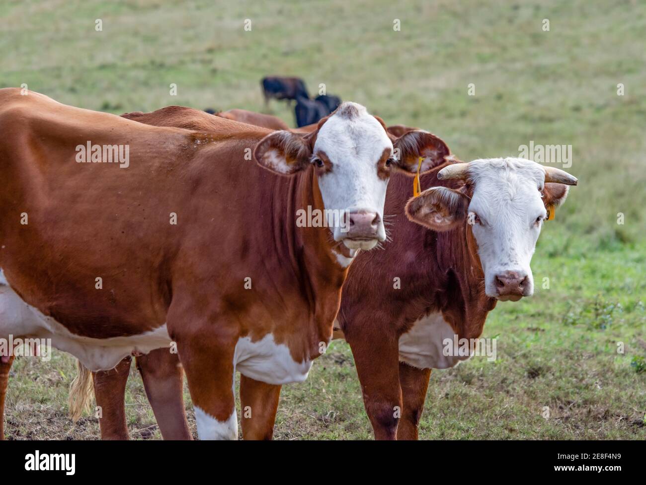 Le mucche BRAFORD si avvicinano guardando la macchina fotografica con altri bovini che pascolano in background fuori fuoco. Foto Stock
