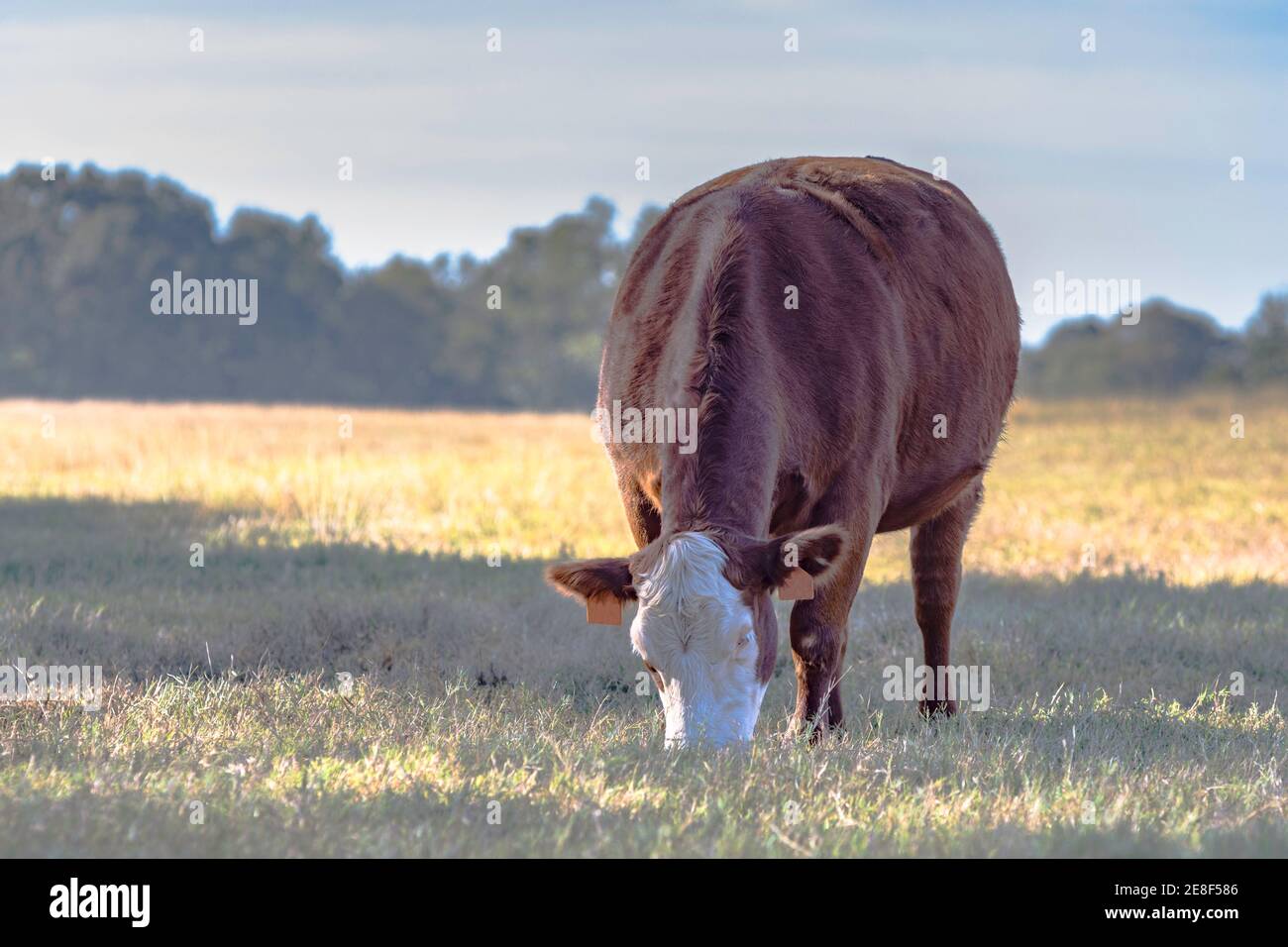 Pascoli di mucca di cova - basso contrasto Foto Stock