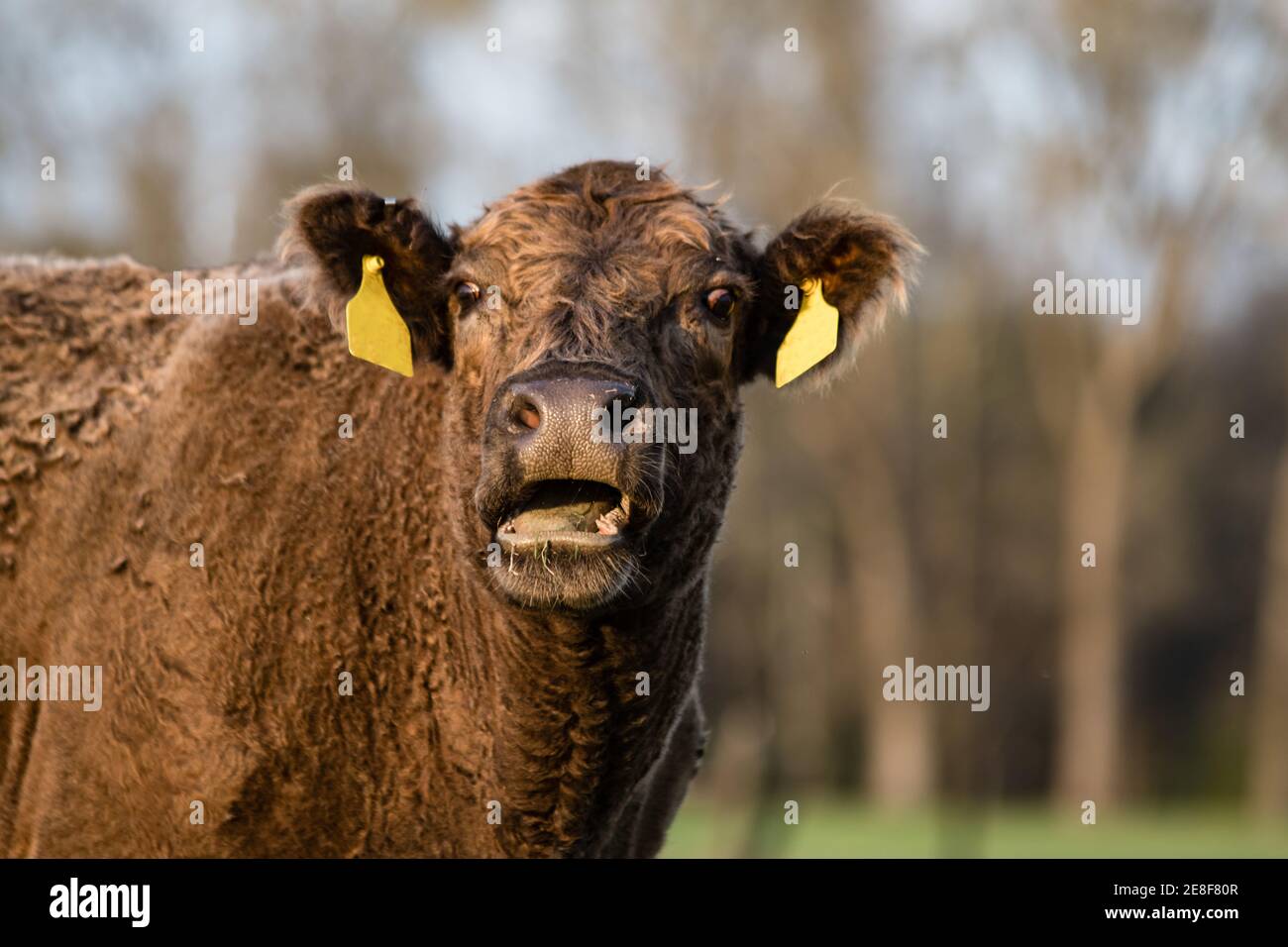 Mucca di manzo marrone commerciale con cappotto riccio invernale con bocca aperta e sfondo sfocato. Foto Stock