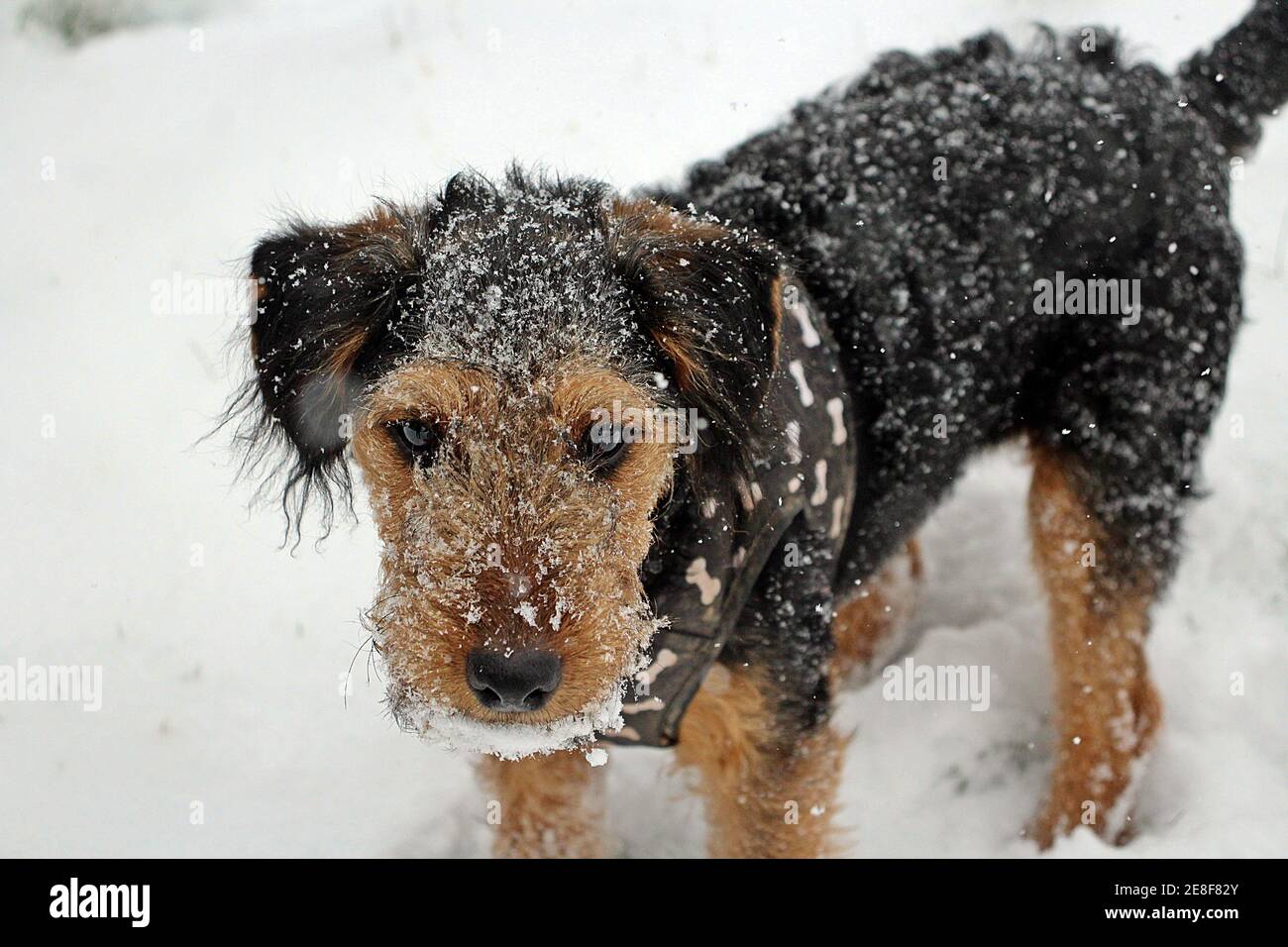 Un nero e marrone che lavora Lakeland terrier con un nero giacca con ossa in piedi nella neve con neve sul suo cappotto e viso Foto Stock