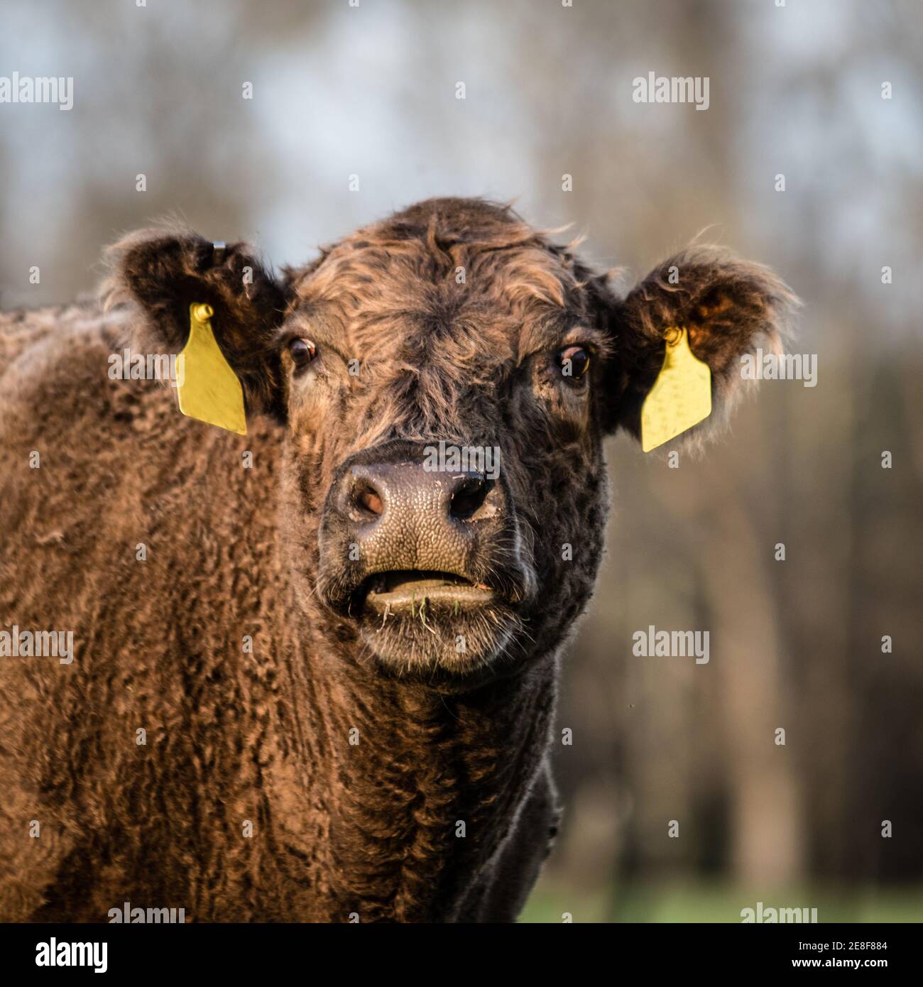 Immagine quadrata di una mucca di manzo bruno crossbred con lei guarda la fotocamera Foto Stock