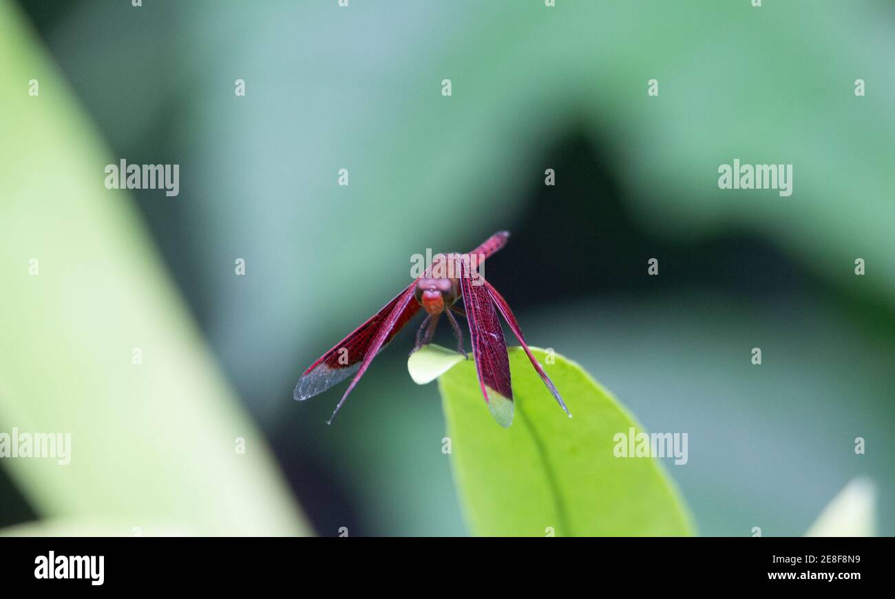 un dragonfly tropicale rosso profondo che riposa e isolato su un foglia verde Foto Stock