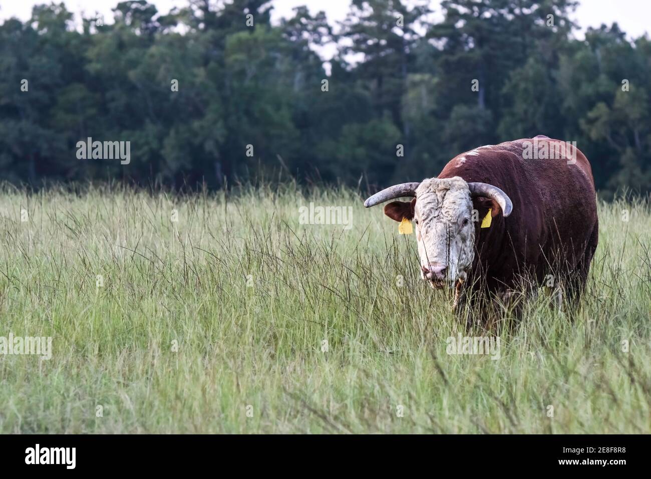 Horned Hereford toro coperto di corno vola a piedi verso il macchina fotografica attraverso l'erba alta in un pascolo Foto Stock