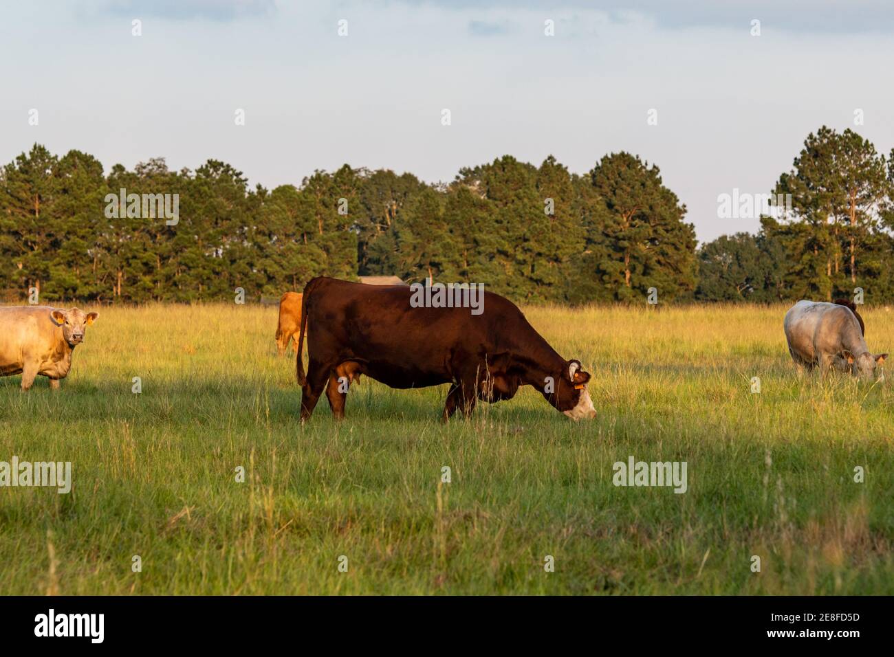 Un gruppo di vacche di manzo crossbred commerciali che pascolano in un pascolo tardo estivo in paesaggio. Foto Stock