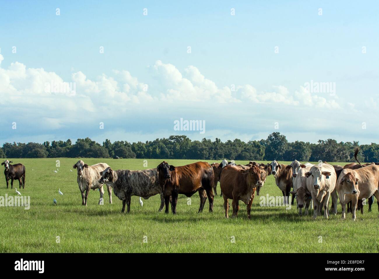 Un'immagine di sfondo di mucche influenzate da Brahman incrociate in un pascolo con cielo blu Foto Stock