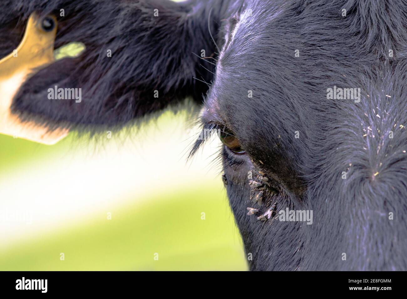 Primo piano di un occhio di vacca Angus con mosche facciali Foto Stock