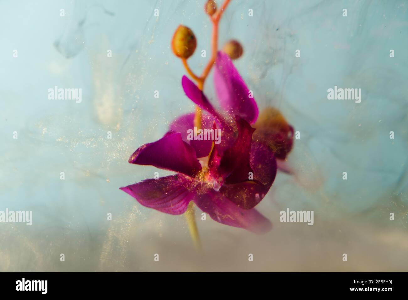 Fiore viola con polvere dorata Foto Stock
