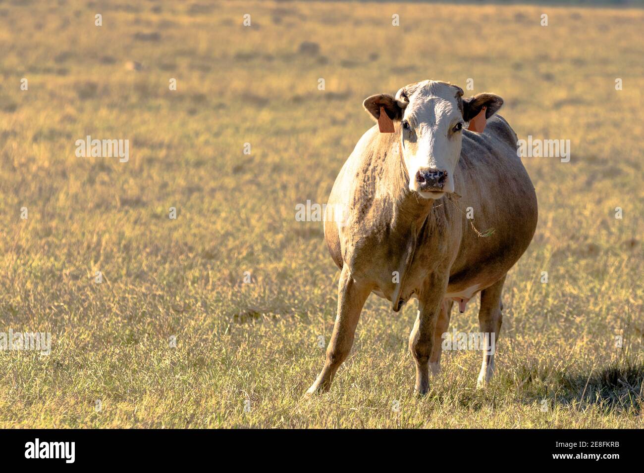 Mucca di manzo commerciale con gambo di erba in bocca in piedi in un pascolo erboso dormiente bermuda con area vuota a. a sinistra Foto Stock