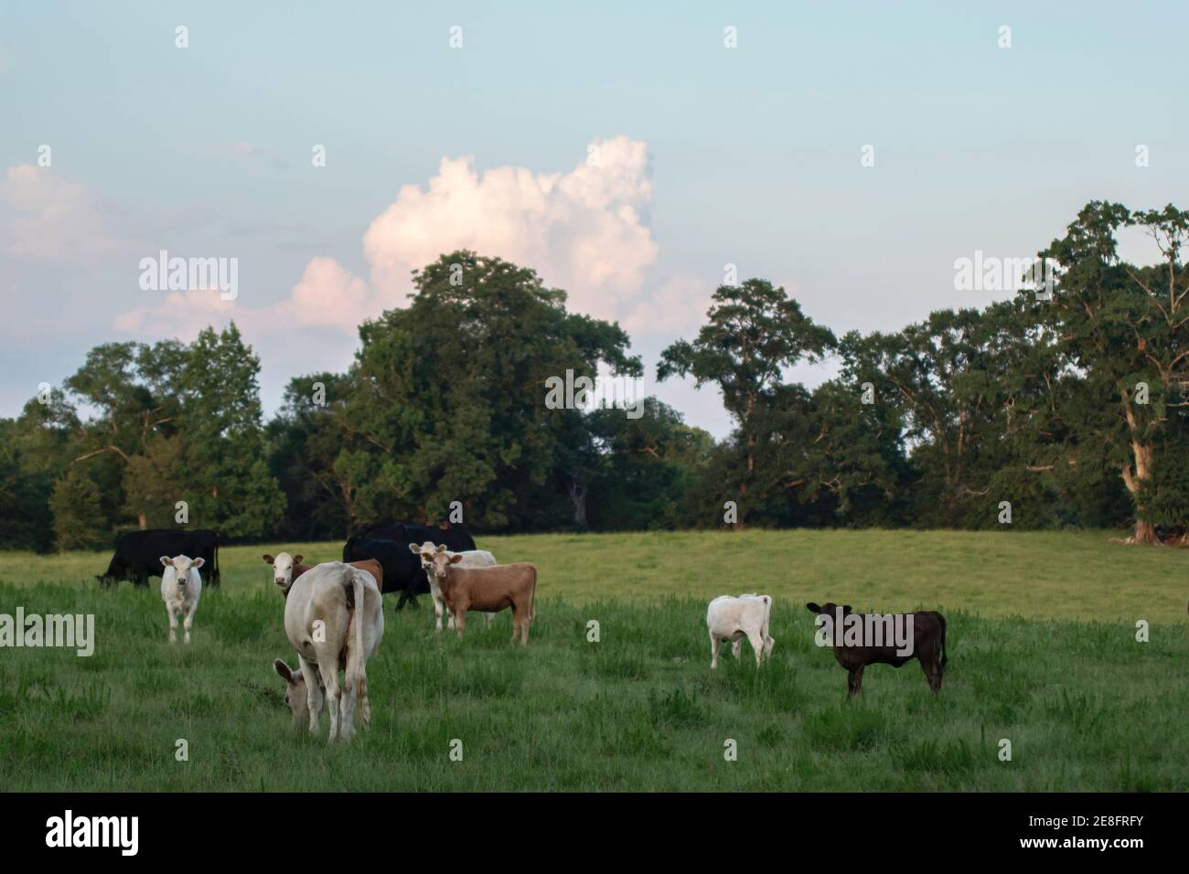 Paesaggio di vacche e vitelli commerciali di manzo in un lussureggiante pascolo estivo nel fresco della sera in una giornata estiva. Foto Stock