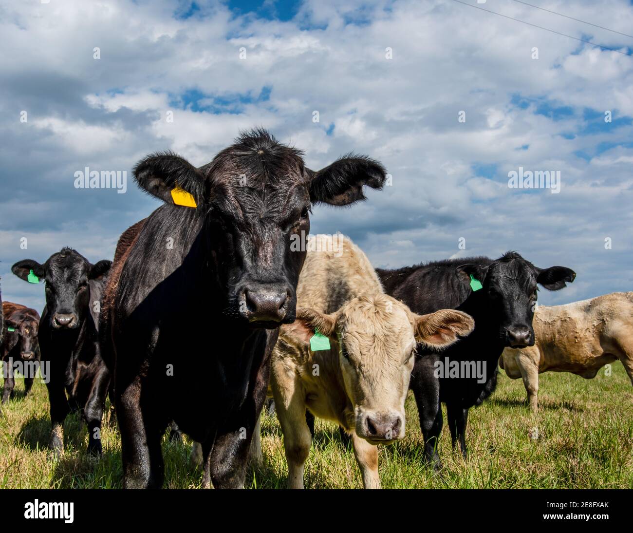 Giovenche commerciali di manzo incrociate che guardano la macchina fotografica da vicino in una soleggiata giornata di primavera. Foto Stock