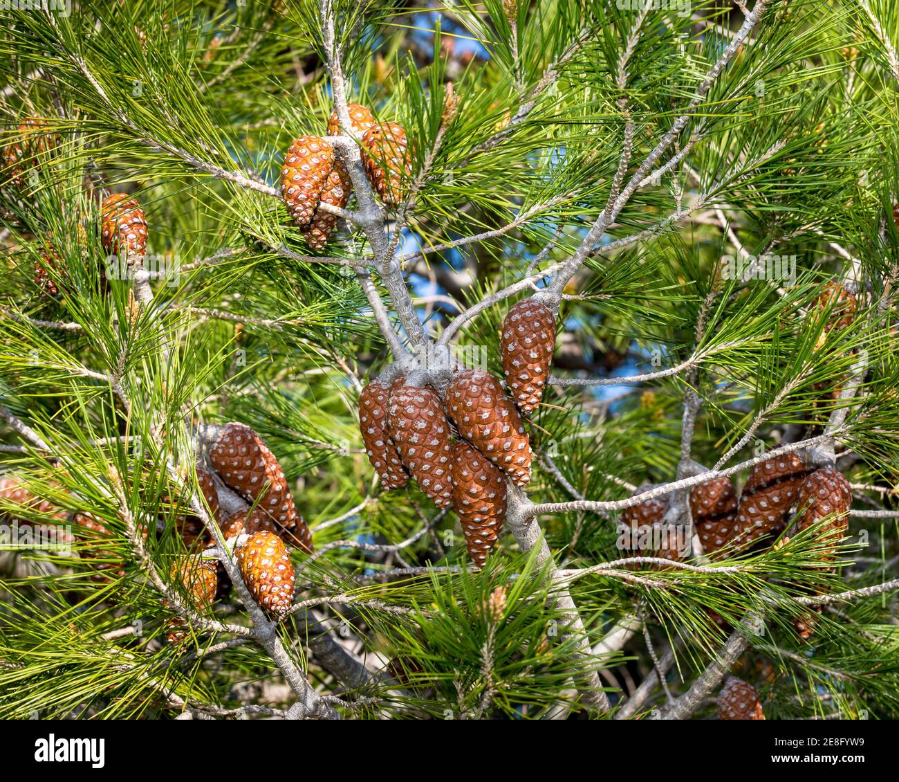 Pino con pendenti coni chiusi di pino dal ramo . Immagine stock. Foto Stock