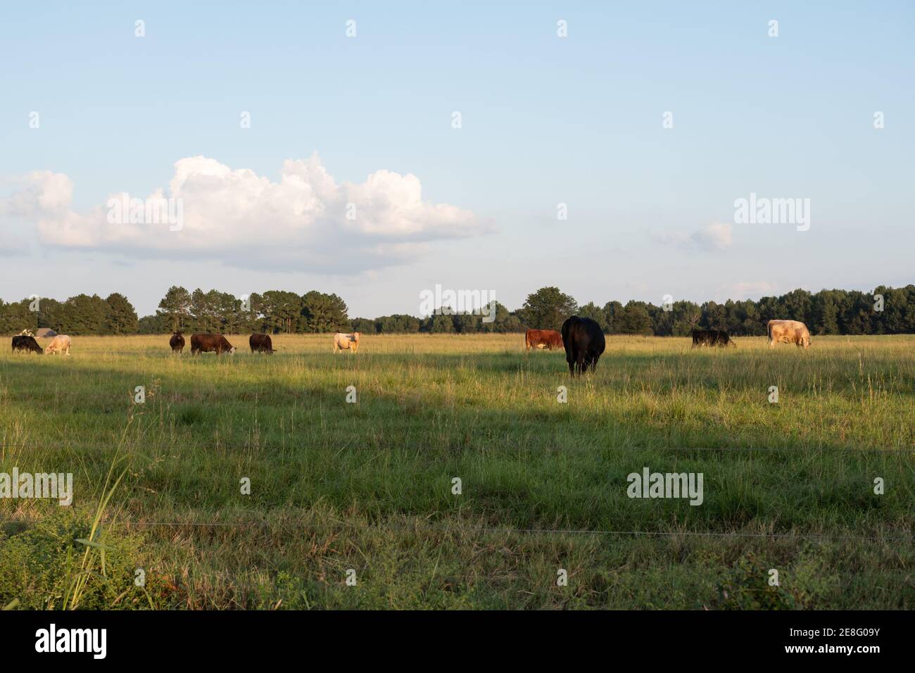 Paesaggio agricolo sfondo di bovini commerciali crossbred in erba alta pascolo al crepuscolo. Foto Stock