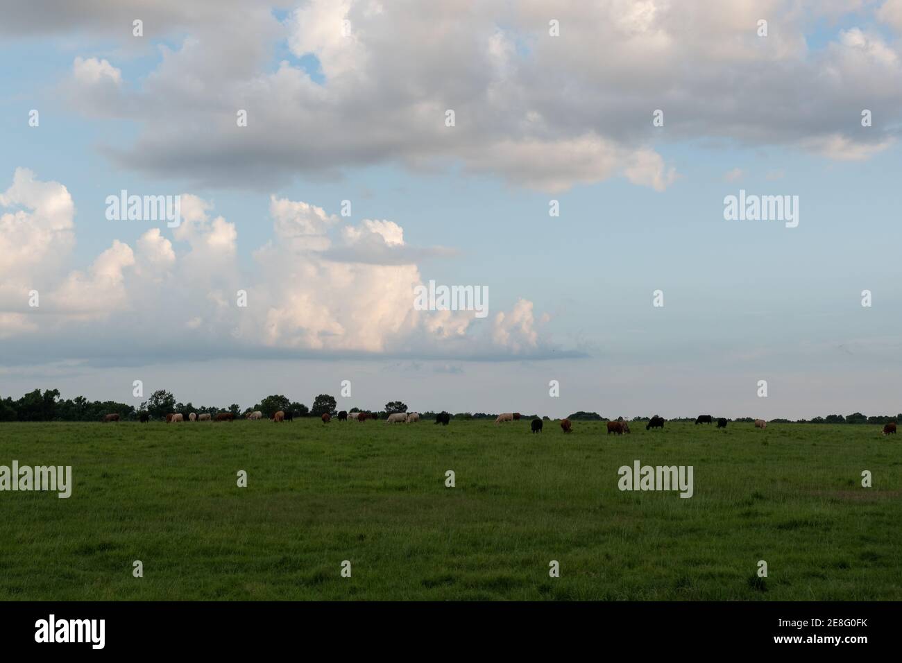Paesaggio sfondo di un pascolo con bestiame in lontananza e cumuli nuvole nel cielo. Foto Stock