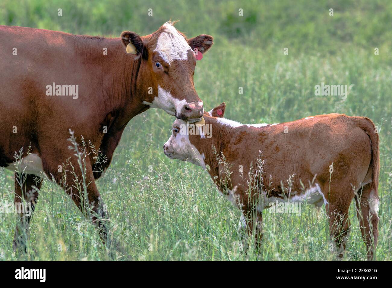 Mucca crossbred e vitello in piedi in un pascolo estivo Foto Stock