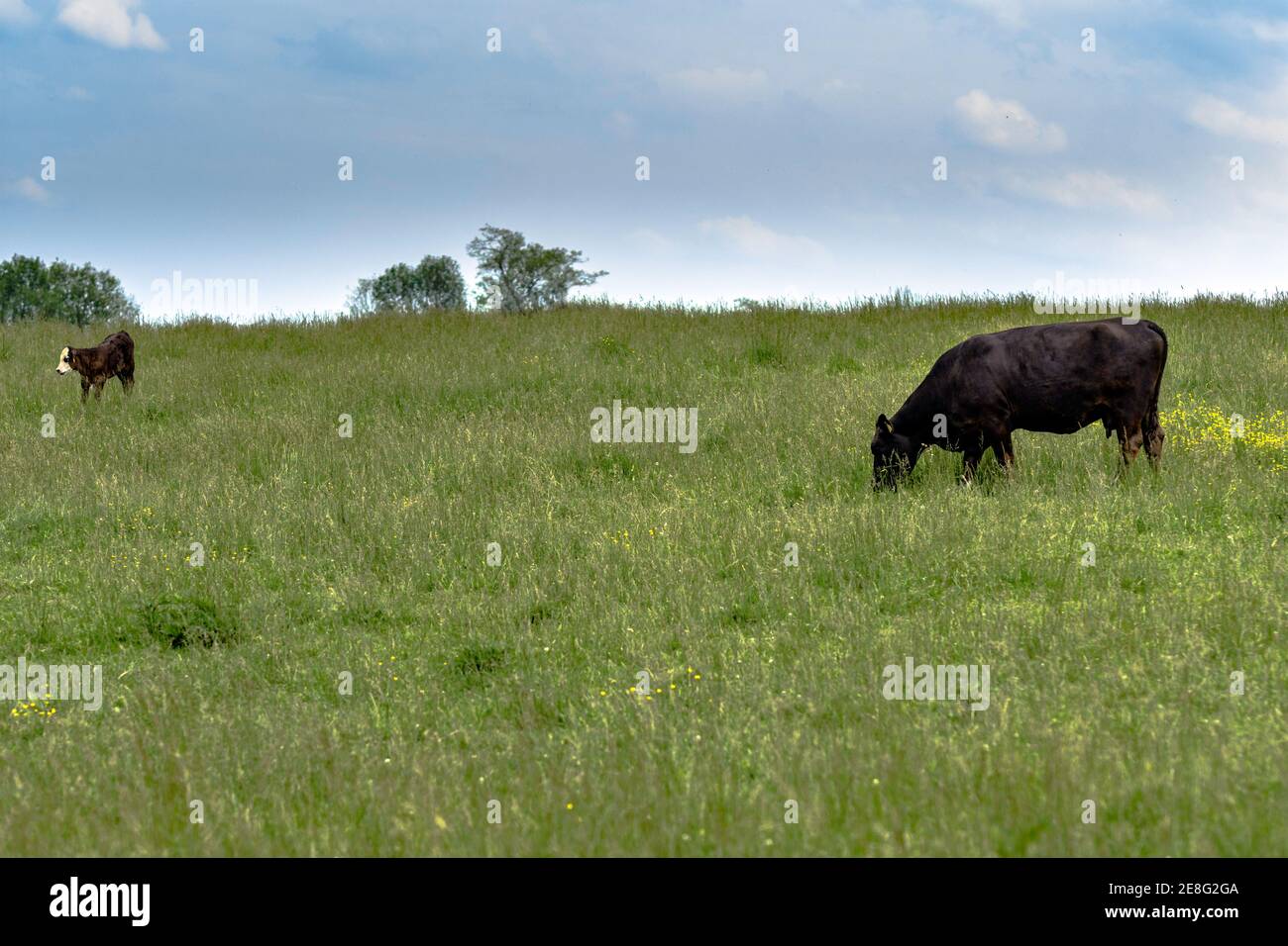 Una mucca di Angus con un vitello crossbred in un verde pascolo estivo con cielo blu Foto Stock