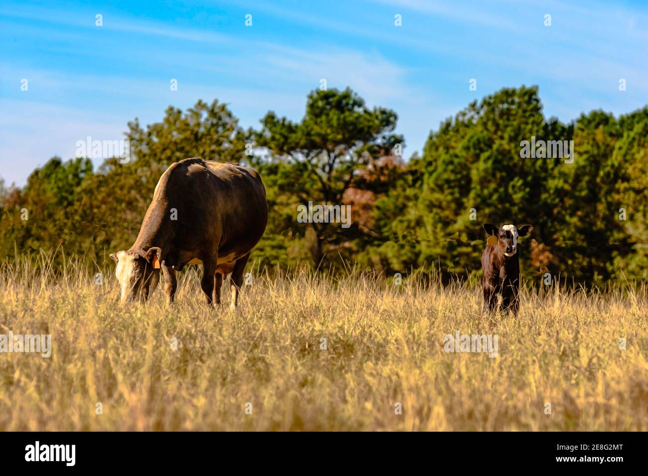 Mucca e vitello commerciali crossbred in un pascolo marrone, asciutto, dormiente con cielo blu Foto Stock