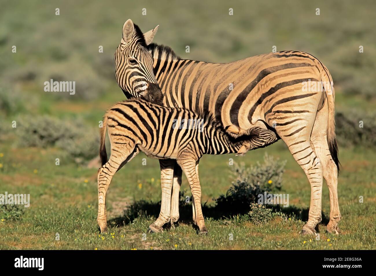 Una zebra pianeggiante (Equus burchelli) mare con foal, Parco Nazionale Etosha, Namibia Foto Stock