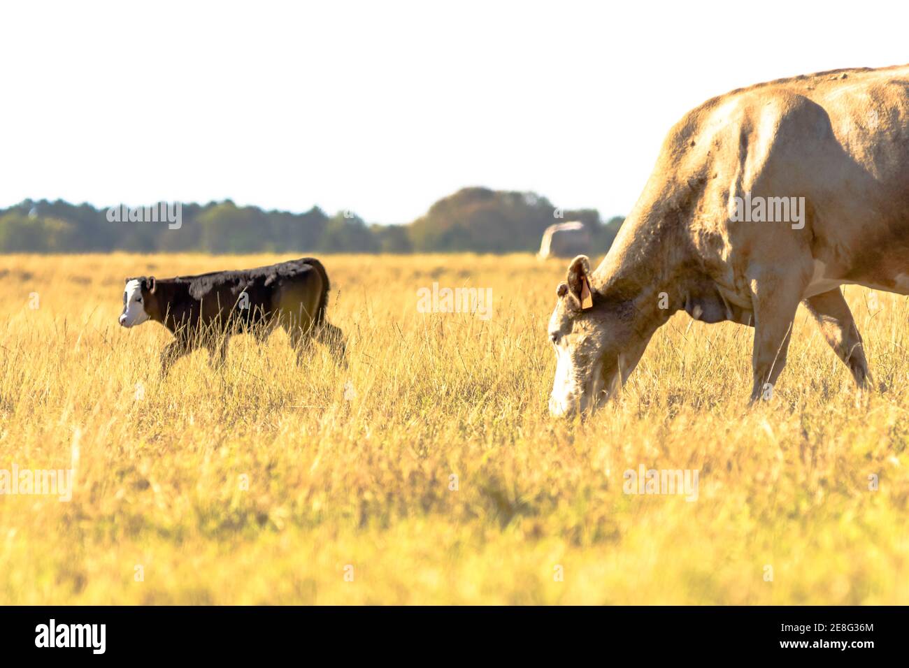 La mucca di cova e il suo vitello angus crossbred in un pascolo marrone, siccità-stricked Foto Stock