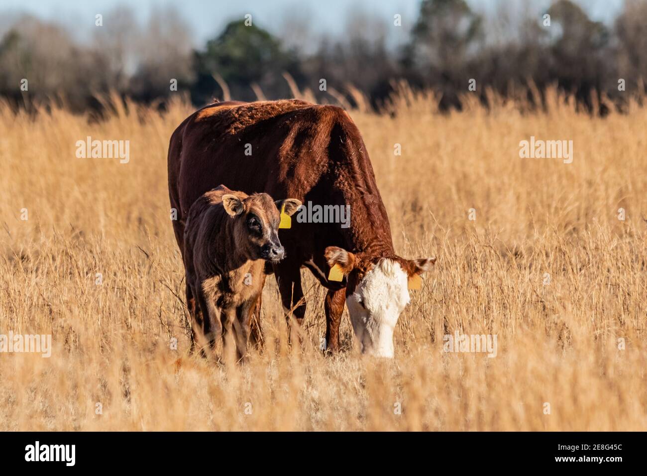 Hereford mucca crossbred che pascolano al sole d'inverno del pomeriggio con il suo vitello al suo fianco. Foto Stock