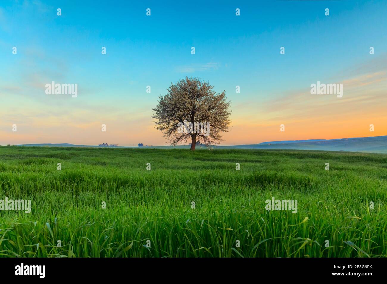 Alba primaverile. Tra Puglia e Basilicata: Paesaggio vernale con campo di grano. ITALIA. Albero solitario in fiore su campo di mais non maturo. Foto Stock