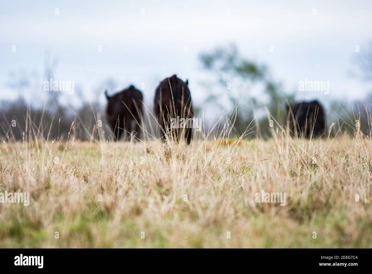 Primo piano di erba con le mucche a piedi in sfondo Foto Stock