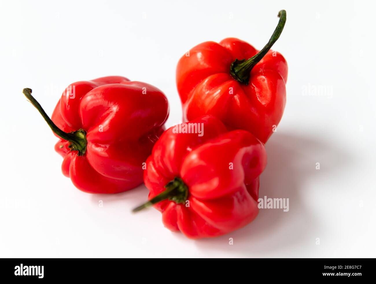 Peperoncino rosso habanero isolato con fondo bianco. Foto Stock