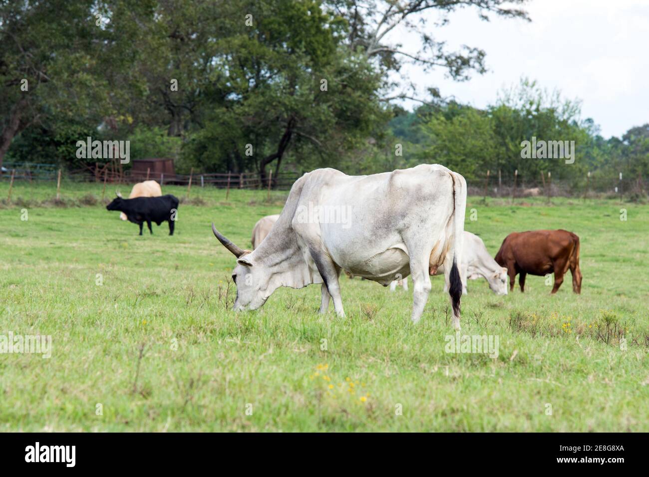 Un gruppo di bovini incrociati che pascolano su un'erba di bermuda pascolo Foto Stock
