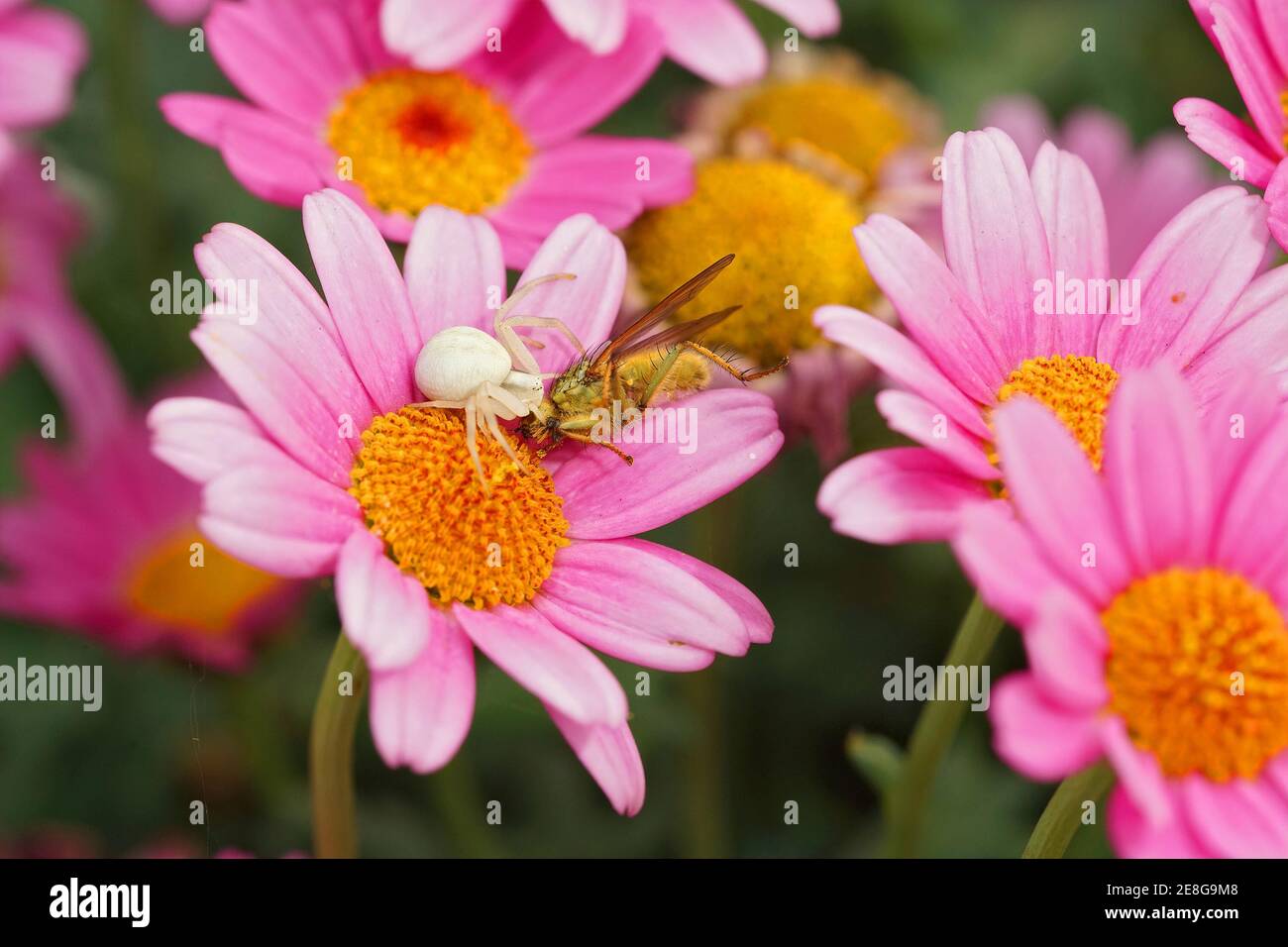 Un ragno di granchio di fiori bianchi, Misumena vatia, nascosto all'interno di fiori colorati Foto Stock