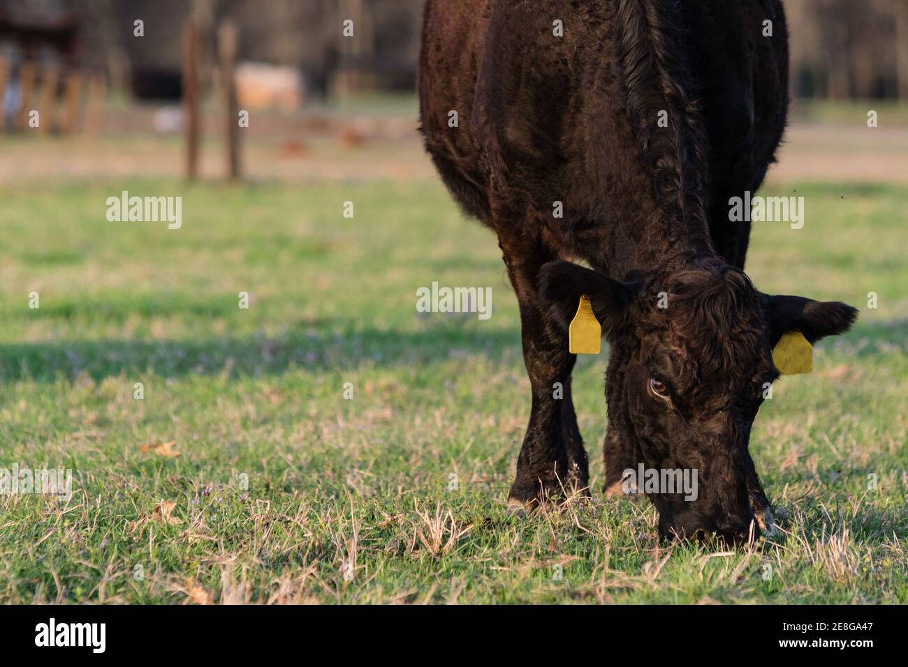 Black Angus mucca con cappotto invernale riccamente pascolando su nuovo primavera erba a destra con l'area vuota a sinistra Foto Stock