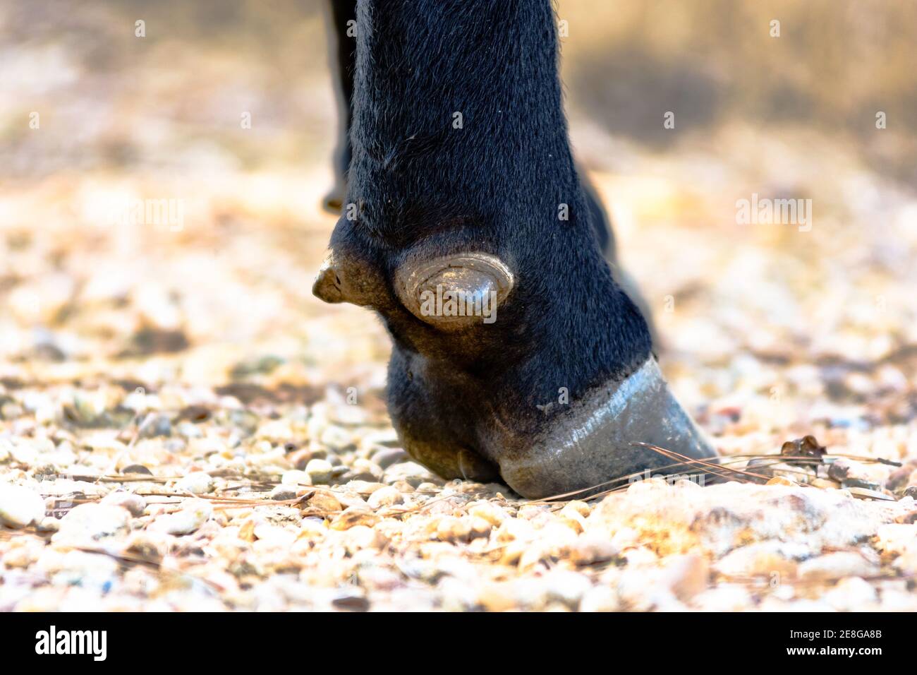 Primo piano della dewclaw e dello zoccolo di un Angus mucca Foto Stock
