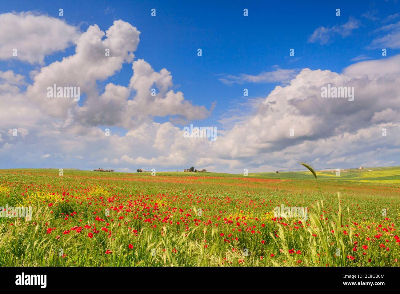 PRIMAVERA. Tra Puglia e Basilicata. Paesaggio collinare con campi di cereali dominati dalle nuvole, Italia. Sullo sfondo una fattoria. Foto Stock