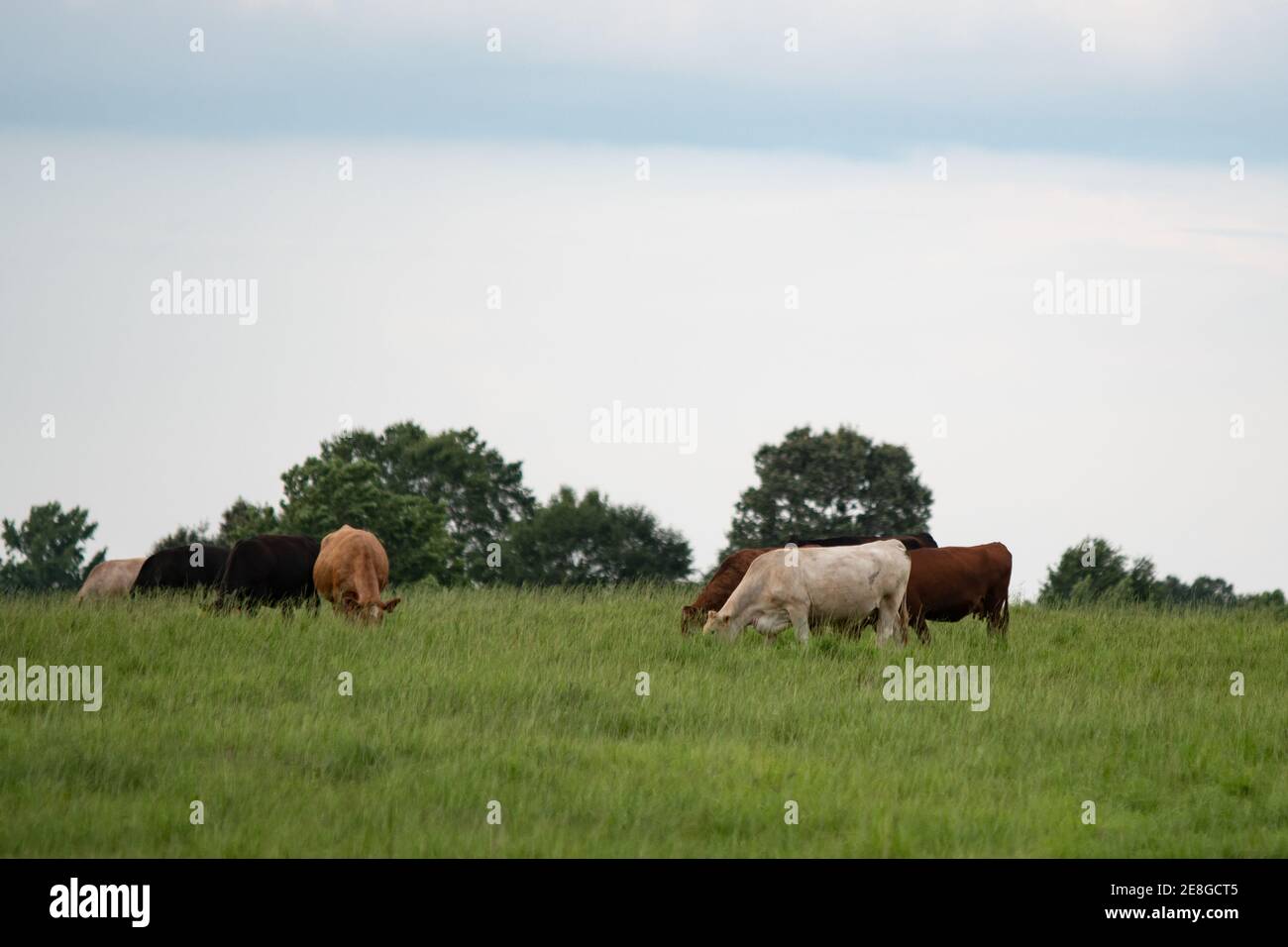 Bestiame bovino commerciale pascolo in alto pascolo di bermudagrass con bianco area superiore per la copia Foto Stock