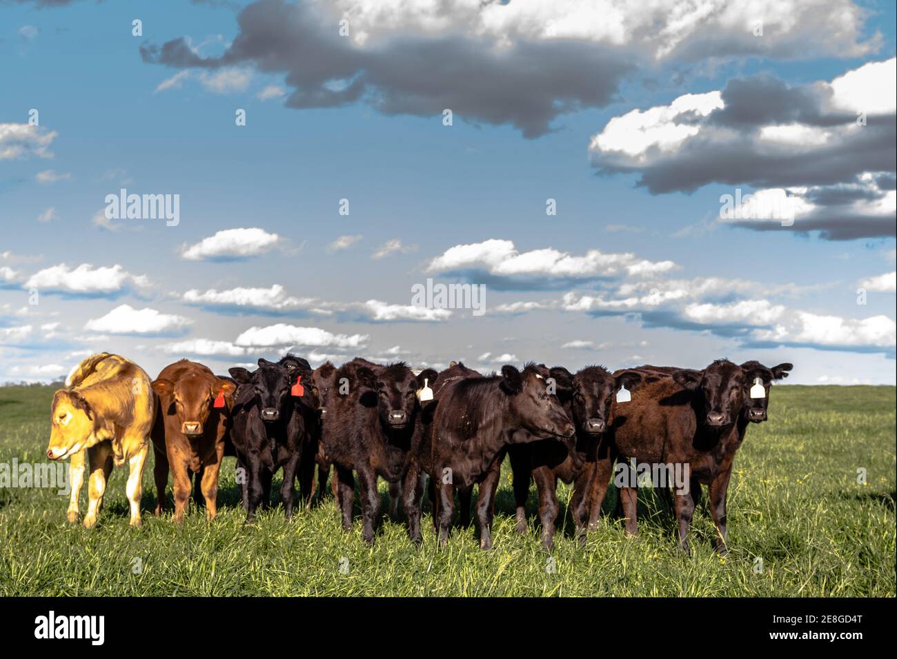 Gruppo di giovenche incrociate in piedi in un lussureggiante pascolo verde con cielo blu e nuvole soffici Foto Stock