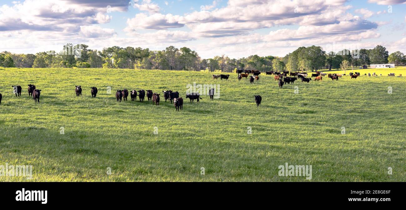 Panorama delle giovenche commerciali in un lussureggiante pascolo di segale Nel mese di aprile in Alabama Foto Stock