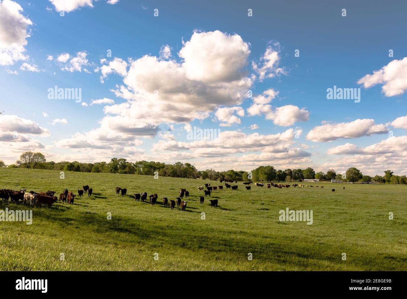Un paesaggio di giovenche di calze commerciali in un pascolo lussureggiante di segale in Alabama. Foto Stock