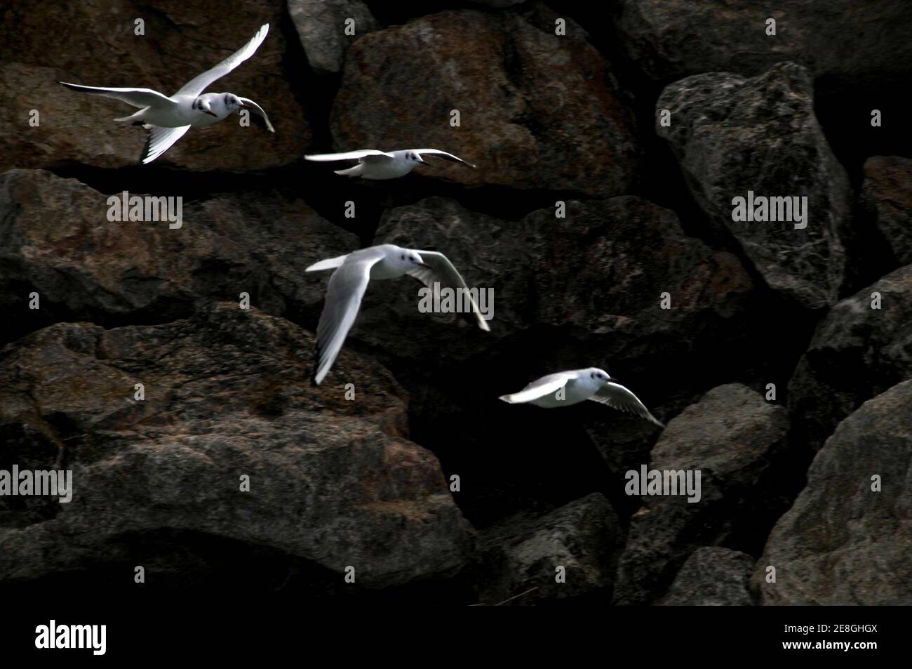 Gabbiani che volano di fronte a uno sfondo roccioso, la Grecia Foto Stock