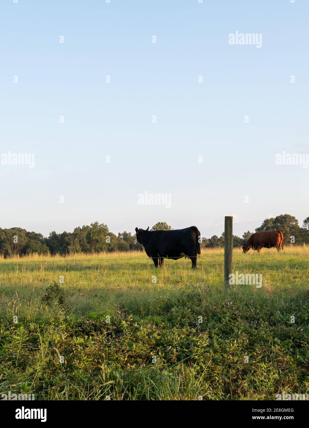 Due mucche di manzo in un campo dietro una recinzione a due trefoli, alta tensione filo sparato durante l'ora d'oro tardo pomeriggio, con l'area vuota sopra per la copia Foto Stock
