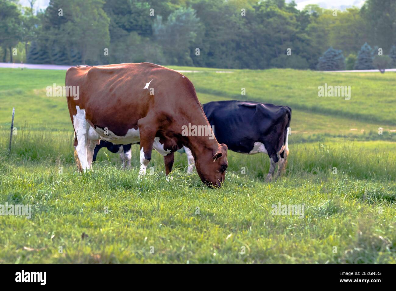 Holstein dairy mucche al pascolo in un pascolo Foto Stock