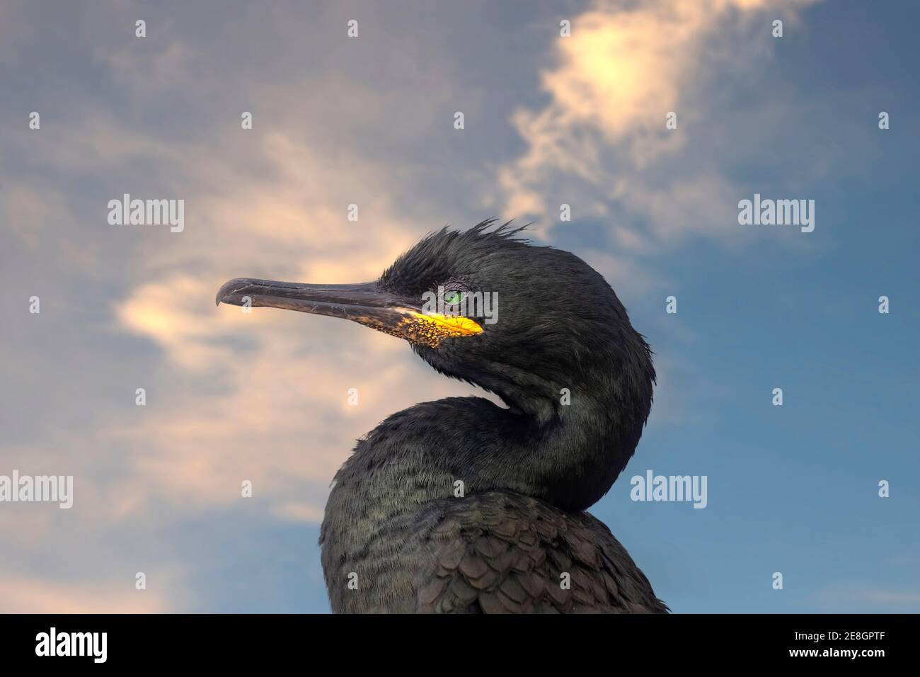 Teleobiettivo macro. Ritratto di un cormorano sulla roccia nel pomeriggio. Ventoso giorno di sole. Foto Stock
