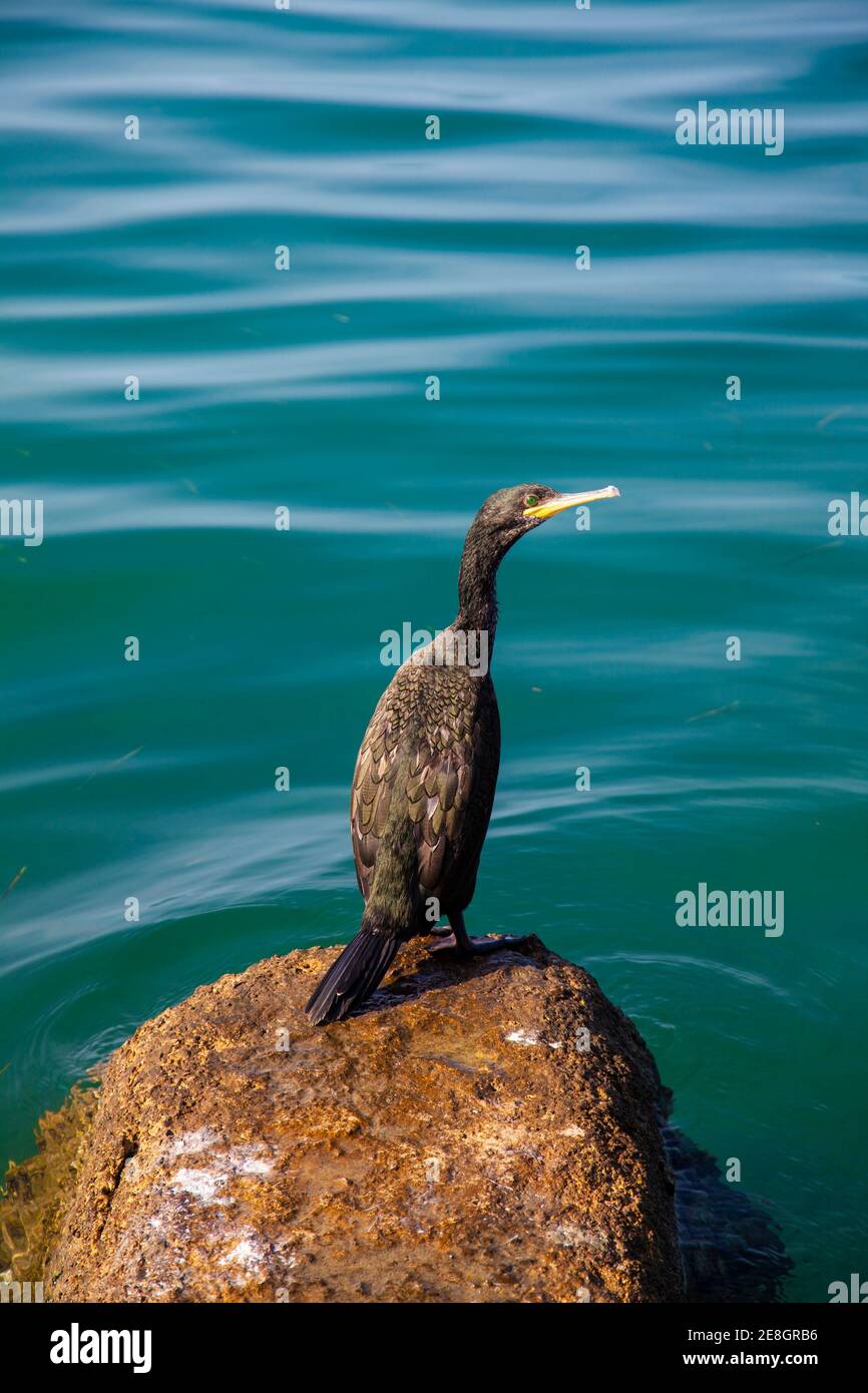 Teleobiettivo macro. Foto di un cormorano sulla roccia nel pomeriggio. Ventoso giorno di sole. Foto Stock