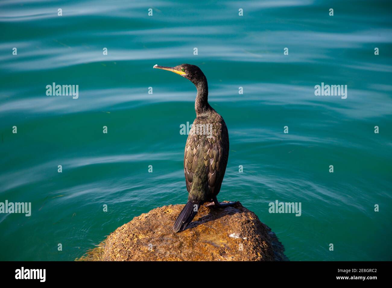 Teleobiettivo macro. Foto di un cormorano sulla roccia nel pomeriggio. Ventoso giorno di sole. Foto Stock
